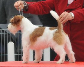 Saltisgardens Tumbling Dice | Jack Russell Terrier 