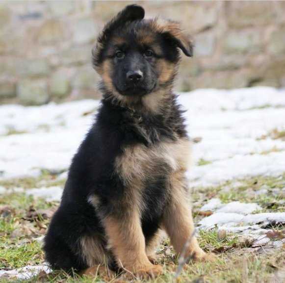 Vieci von Vasberg | German Shepherd Dog 