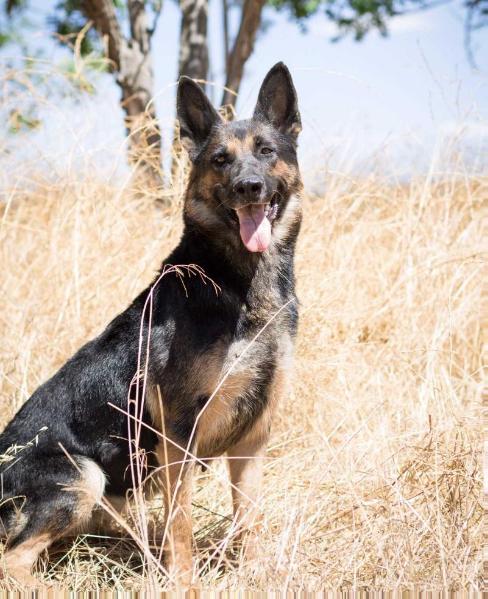 Joxsi vom Tim Thaler | German Shepherd Dog 