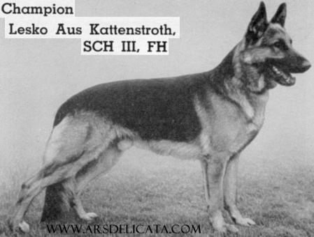 Lesko aus Kattenstroth | German Shepherd Dog 