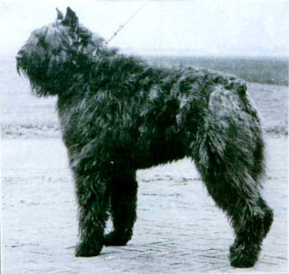 Zierce ten Roobos | Bouvier des Flandres 