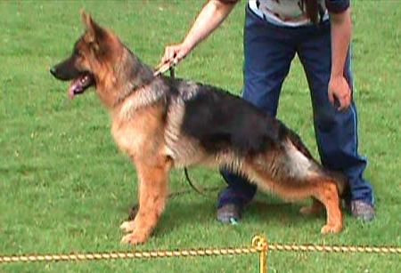 Hunter de Santa Monica | German Shepherd Dog 