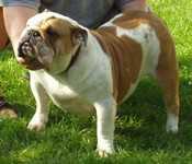 Liatris Bulls 'Cherie Chick' | Olde English Bulldogge 