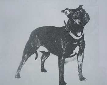 Wawocan Benita | Staffordshire Bull Terrier 