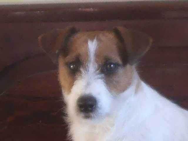 Jack Beta Cristal | Jack Russell Terrier 