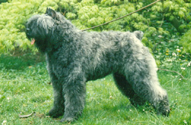 Dancer Amber van't Hangijzer | Bouvier des Flandres 