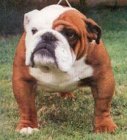 Britishpride Power 'N' Glory | Olde English Bulldogge 