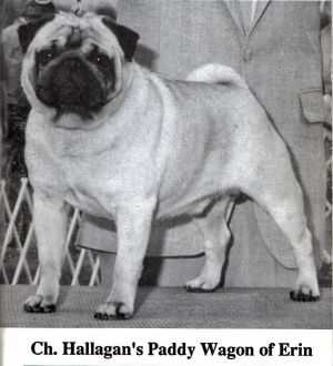 HALLAGAN'S PADDY WAGON OF ERIN | Pug 