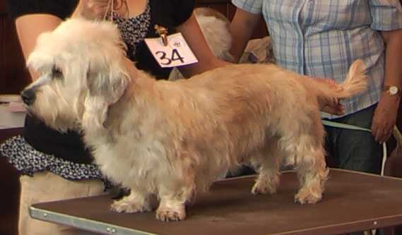 Ibolya-Kozi Popey at Deegandan | Dandie Dinmont Terrier 