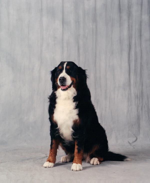 Joya de Savora | Bernese Mountain Dog 