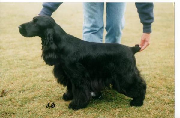 Canigou Patent Applied For | English Cocker Spaniel 