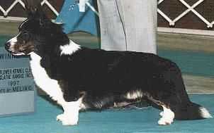 Phi-Vestavia Inkling ROMg | Cardigan Welsh Corgi 