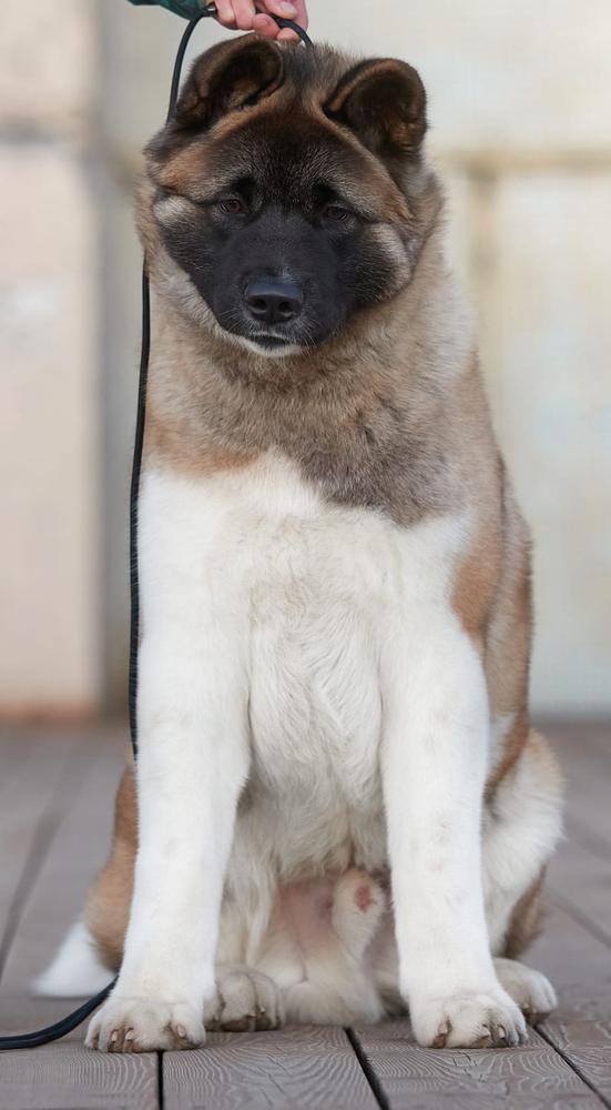 Heavenly Light Loki | Akita 