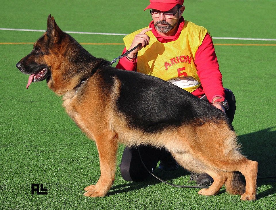 Enosch de Mutrayil | German Shepherd Dog 