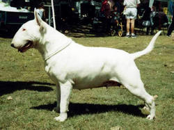 Bullamakanka Jackpot ROM | Bull Terrier 