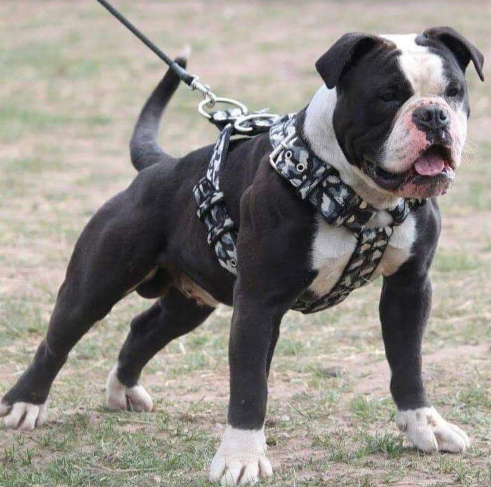 Bulls of Ireland's Diesel of Bullforce | Olde English Bulldogge 