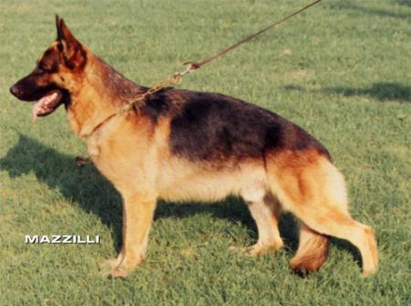 Hansel dei Fermass | German Shepherd Dog 