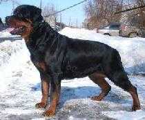 Guchi s Berega Turi | Rottweiler 