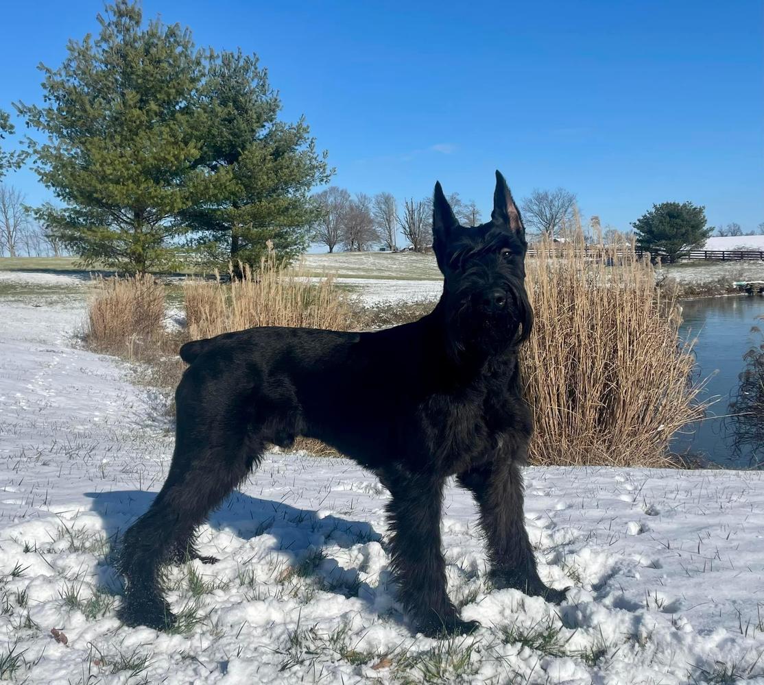 Watson Von Prufenpuden | Giant Schnauzer 