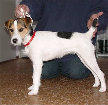 Yordana of Lovealoch | Parson Russell Terrier 