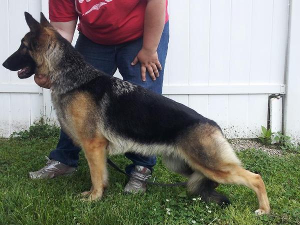 Lonwood's Sabree | German Shepherd Dog 