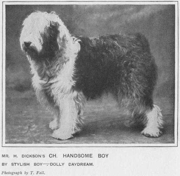 Handsome Boy | Old English Sheepdog 