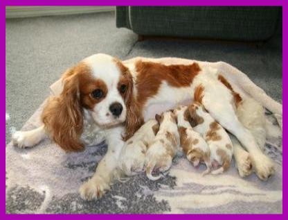 Step Aside for Lorna's Juliet | Cavalier King Charles Spaniel 