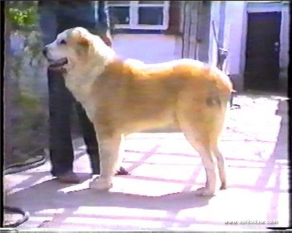 Babur 'ow.Kyarizov' | Central Asian Shepherd Dog 