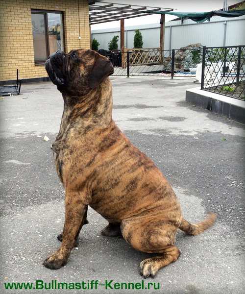 Lyudzhen RARITET | Bullmastiff 