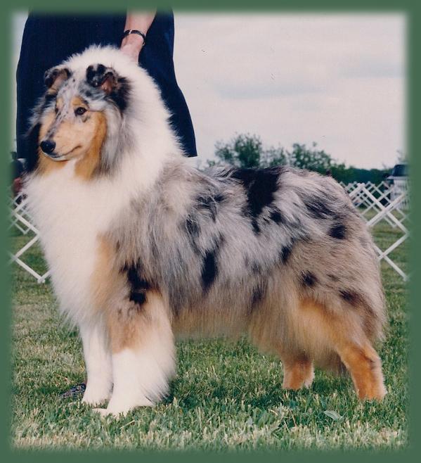 Westwood All That Glitters | Rough Collie 