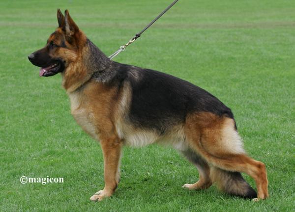 Tex di Val Sant'Anna | German Shepherd Dog 