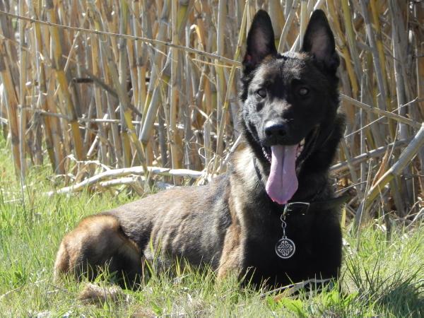 Alpha House K9s Tru-Grip American Sniper | Belgian Malinois 