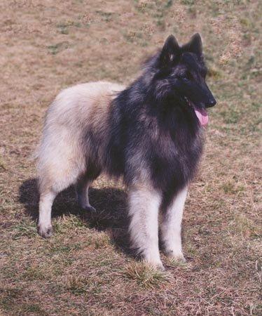 Olim De La Tangi Morgane | Belgian Tervuren 