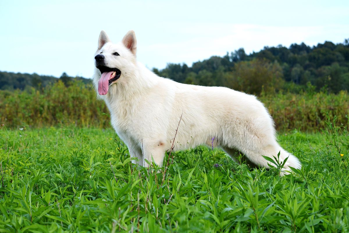Solo contro tutti od bijelih andela | White Swiss Shepherd Dog 