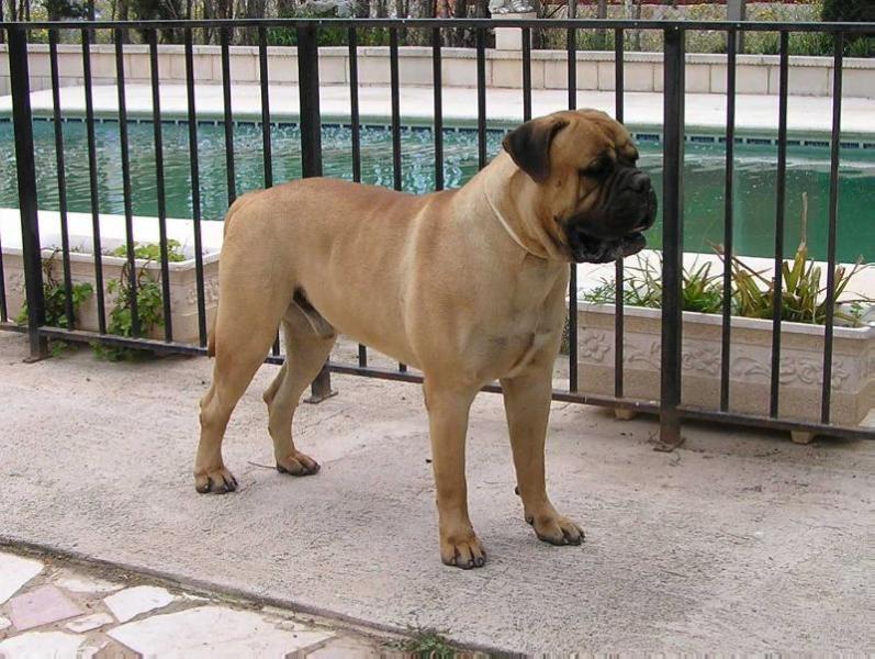 Rambull's Nice 'N' Easy | Bullmastiff 