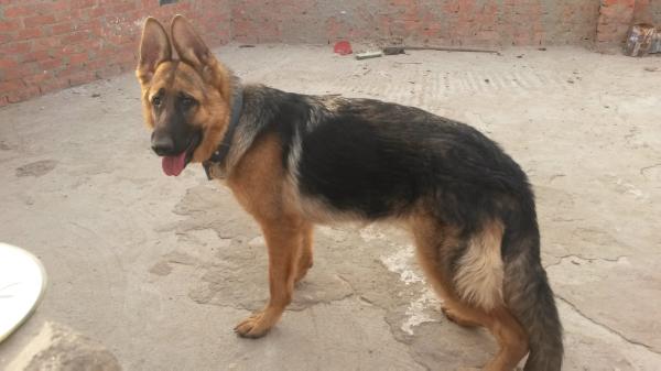 Alice vom Egypt | German Shepherd Dog 