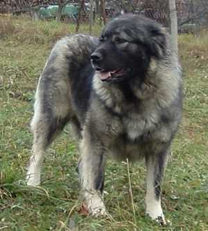 CAREVNA REMON FARES | Caucasian Mountain Dog 
