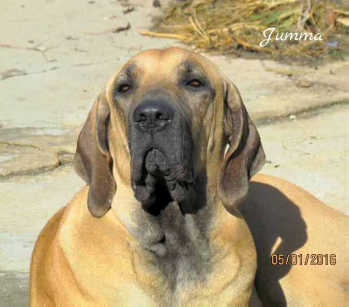 Zamira Gigantes do Apora | Fila Brasileiro 