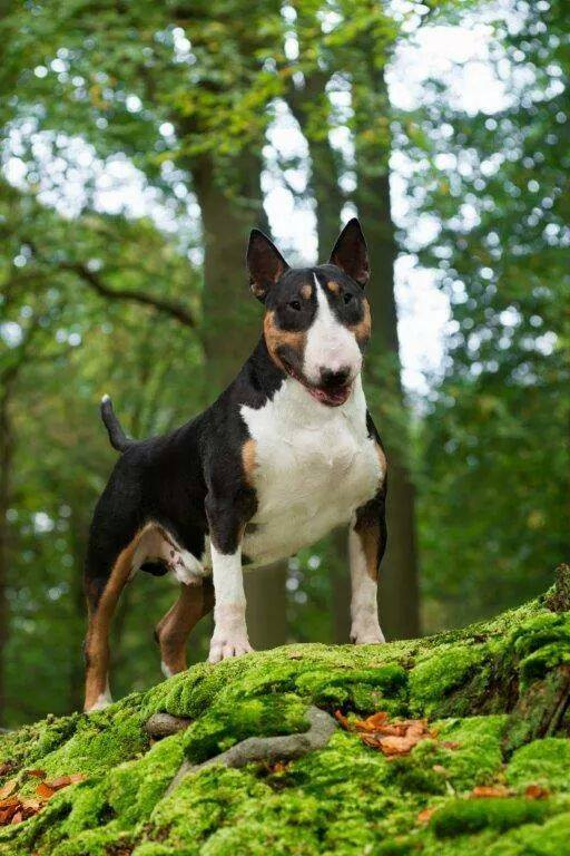 Teirwgwyn Billy Boy | Bull Terrier 