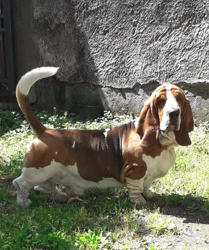 TERRA D'ORFILI LEO | Basset Hound 