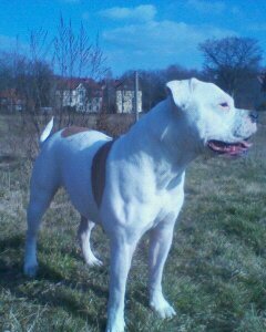 Ironbull`s White Rose | Olde English Bulldogge 