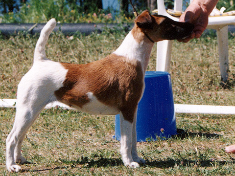 Mind-Games | Smooth Fox Terrier 