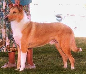 Hawk's Nest Tymeless Journey | Smooth Collie 