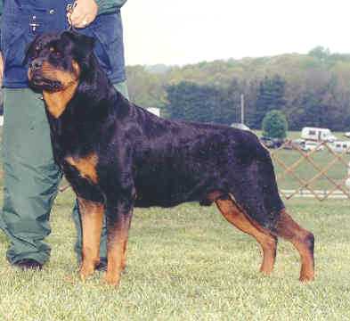 Von Boylans Golden Boy | Rottweiler 