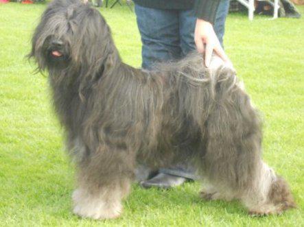 Bantam Shepherd´s Pa Cho Pa Mo | Tibetan Terrier 