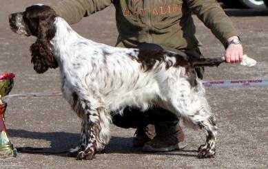 KAHDENSISKON ADORE ME | English Springer Spaniel 