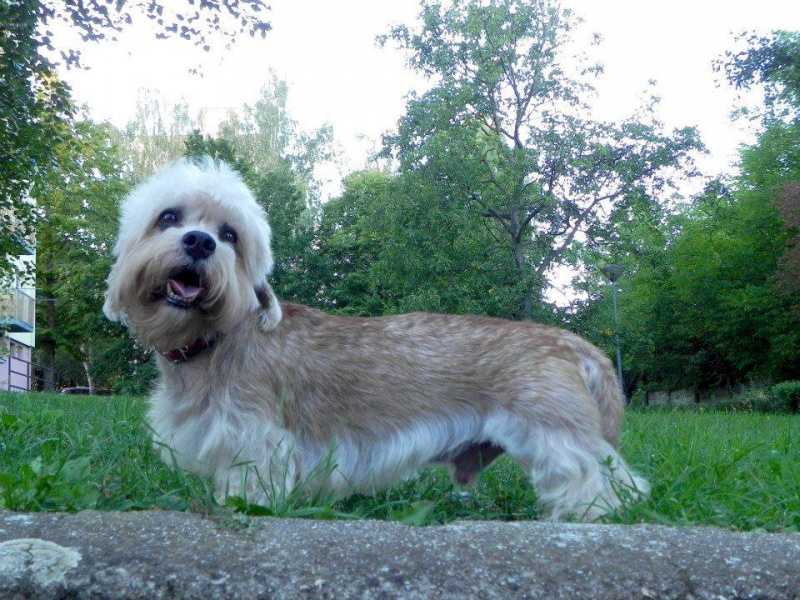 Almond Adam Magic Almonds | Dandie Dinmont Terrier 