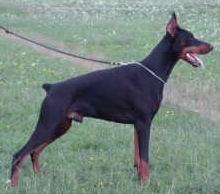 Wind Walker Betelges | Black Doberman Pinscher