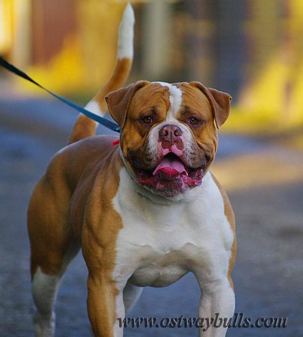 Ostwaybulls Victorious Cast | American Bulldog 