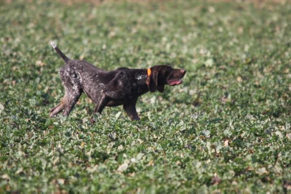 Falco de la Porte de Becray | German Shorthaired Pointer 